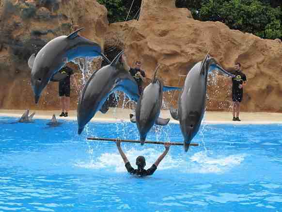 Dolphin World dolphinarium — meet the dolphins in Sharm El Sheikh — photo 7