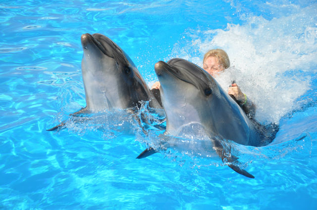 Dolphin World dolphinarium — meet the dolphins in Sharm El Sheikh — photo 5