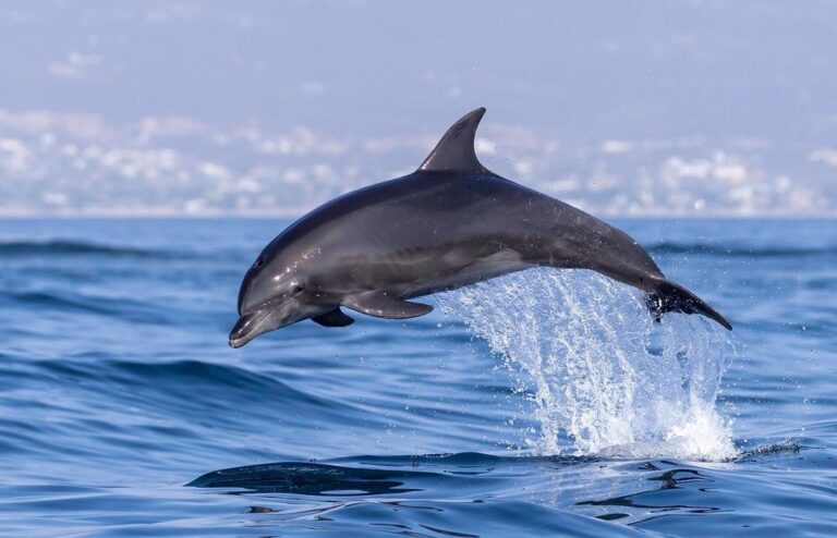 Dolphin World dolphinarium — meet the dolphins in Sharm El Sheikh — photo 9