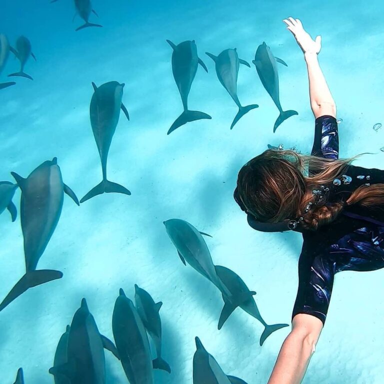 Dolphin World dolphinarium — meet the dolphins in Sharm El Sheikh — photo 8